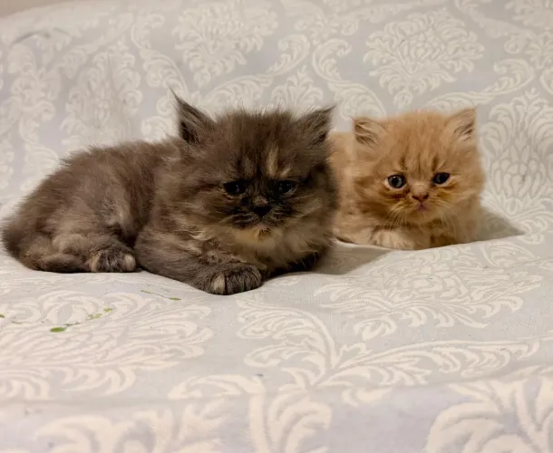 Filhote gatinho persa 