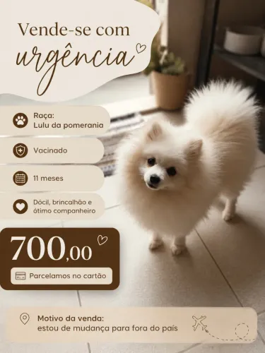 Vende-se cachorro 