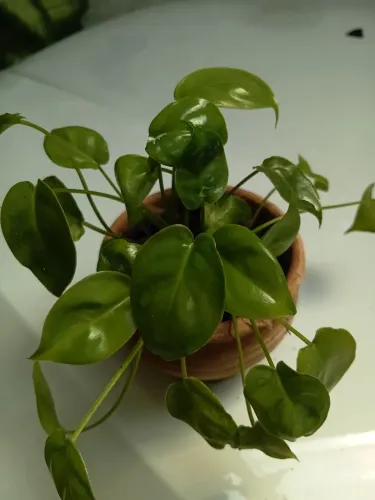 Lindas plantas a partir de 10,00 