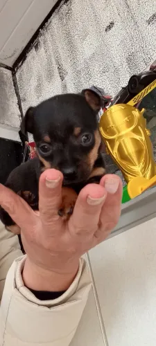 Pinscher