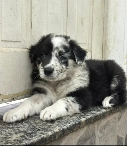 Border Collie Seu Novo Parceiro de Aventuras Pode Estar Aqui!