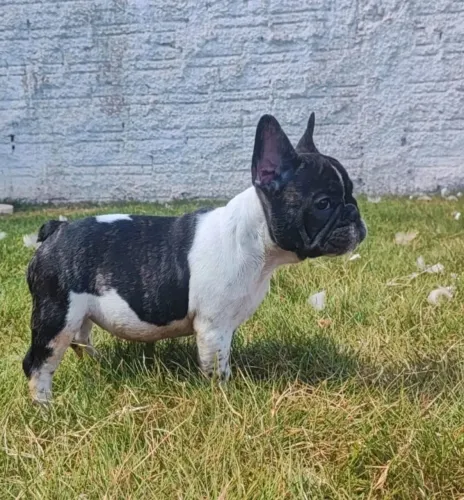 Filhotes fêmeas de buldogue francês