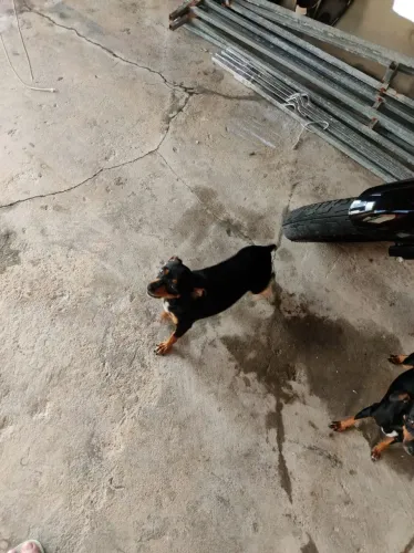 Filhote de pinscher fêmea para vender