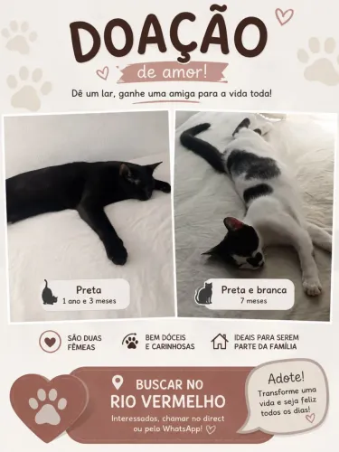 Doação de duas gatinhas dóceis
