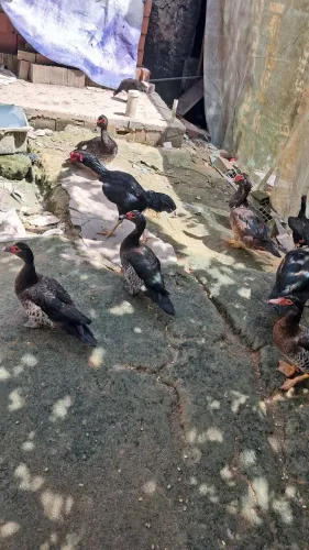 Vendo patos e galinhas 