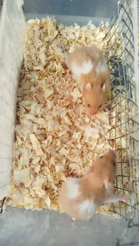 Hamster sírio 