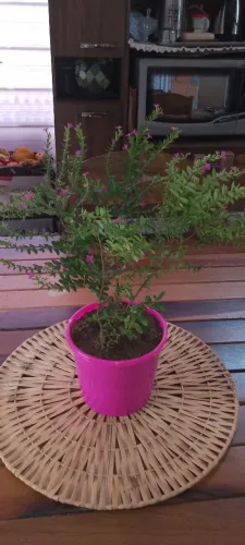 Flor de São Miguel ? 3 Mudinhas Bem Desenvolvidas, Já Floridas + Vaso