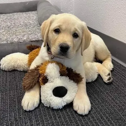 Filhotes De Labrador - Se Prepare Para Momentos Inesquecíveis Com Seu Novo Filhote 
