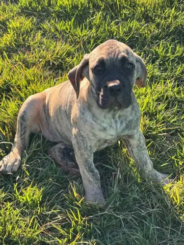 Filhote de Cane Corso