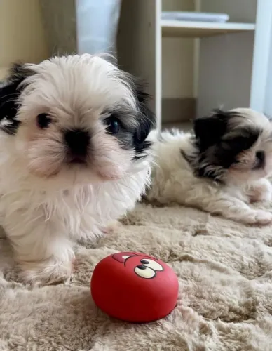 Shihtzu minibebelo 
