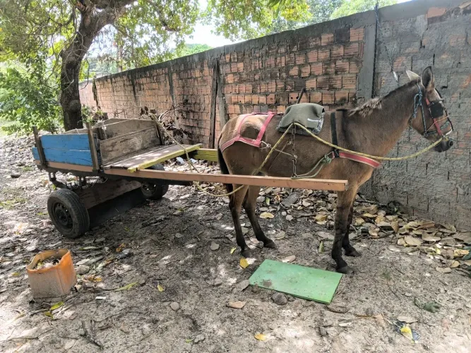 Vendo burra com carroça