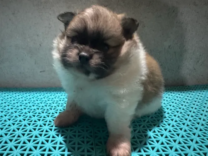 Spitz Alemão - Lulu da Pomerania 