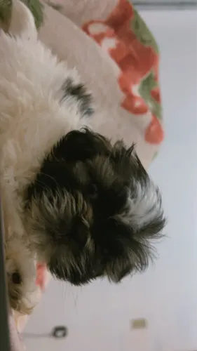 Shih Tzu fêmea