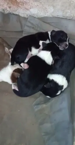Border Collie em Lauro de freitas