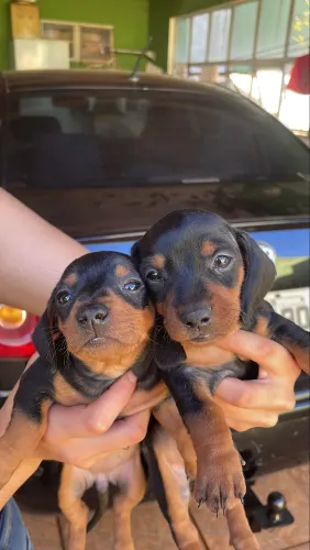 Fêmeas Dachshund puras