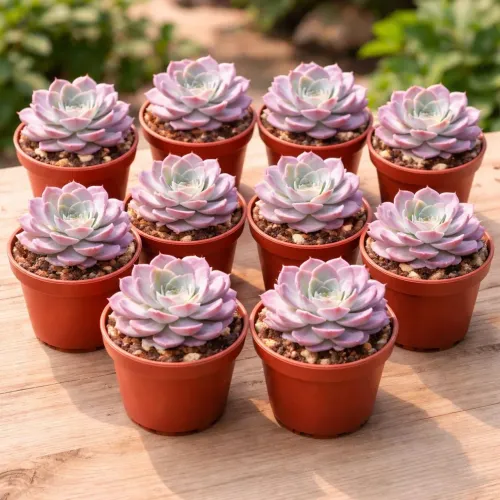 Kit 10 Suculentas Echeveria - Lindas e saudáveis 