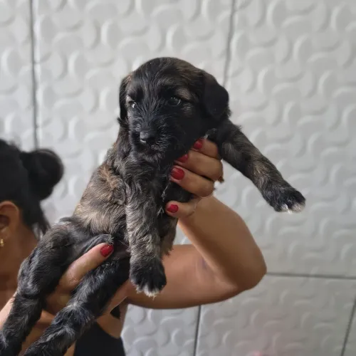 Filhotes de poodle 