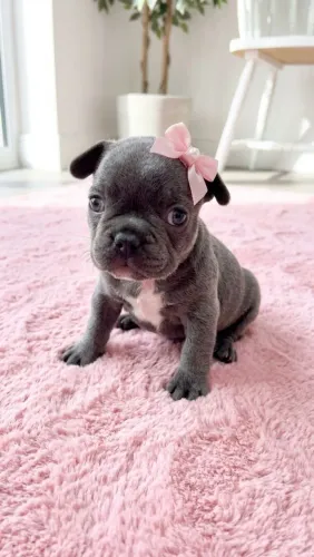 Buldogue francês