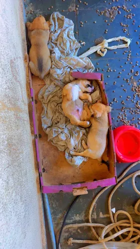 Filhotes de cachorro pinche misturado 