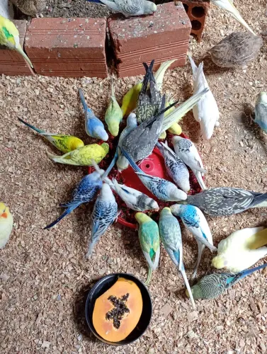 Vendo