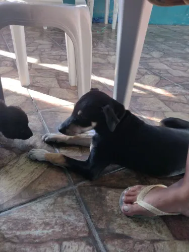 Cachorro 