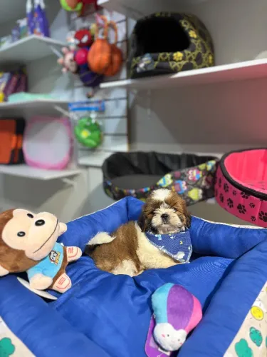 Shih Tzu macho 10x sem juros