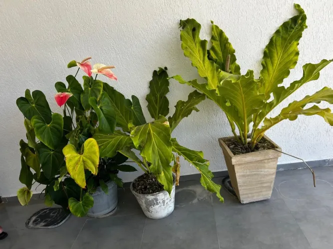 Plantas inglesas