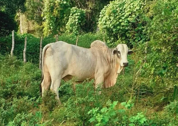 Touro Nelore 