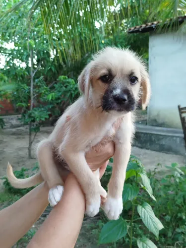 Cachorrinho pra adoção 