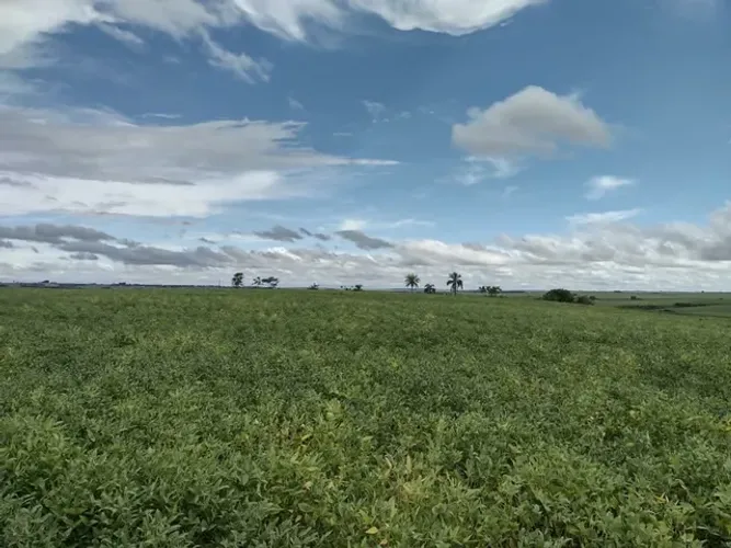 Fazenda 74 alqueiro com 60 planta pega 5 milhões em imovel