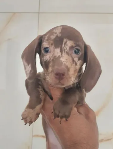 Teckel salsichinha Dachshund os mais lindos