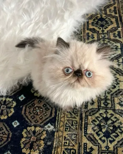 Persa adorável e fofo
