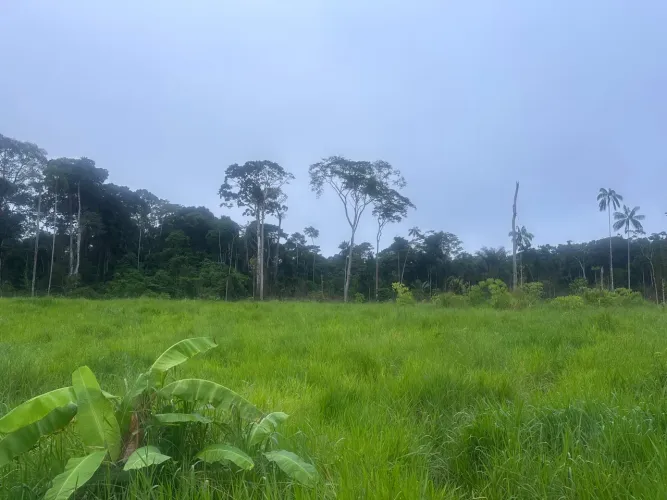 Vendo 200 hectares de terra localizado no rio Acural subindo o rio 