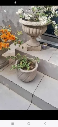 Vasos de plantas 