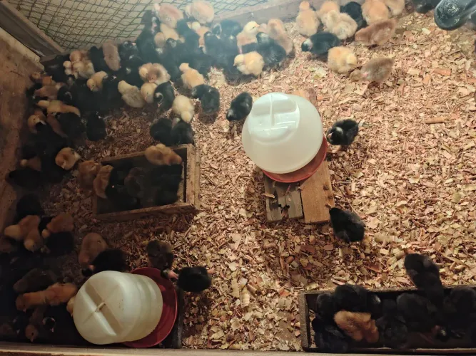 Pintinhos Caipira Melhorado 