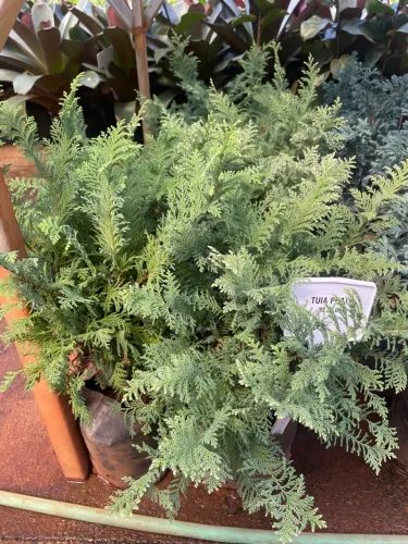 Tuia Platinada