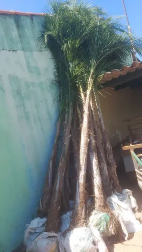 PALMEIRAS GUEROBAS***PROMOÇÃO**acima de dez peças 130 reais cada.