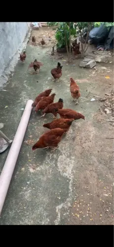 Frangas Embrapa 051 oferta