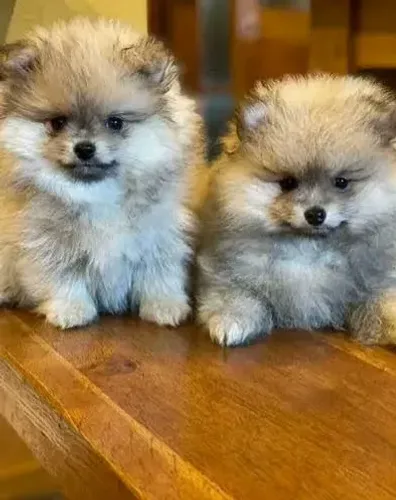 Filhote de Spitz Alemão: Seu novo melhor amigo está te esperando!