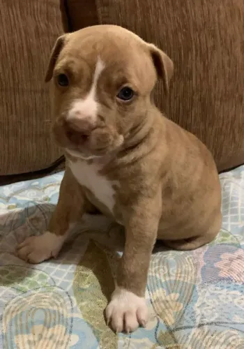 Filhote de Pitbull chocolate
