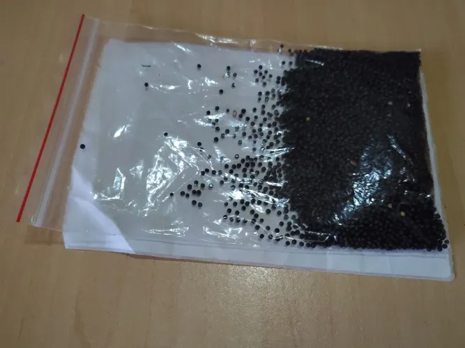 Sementes de Cânhamo