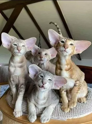 Filhotes de Elf - Beleza Única e Personalidade Cativante