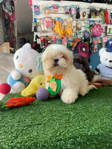 Shihtzu macho branco mini 