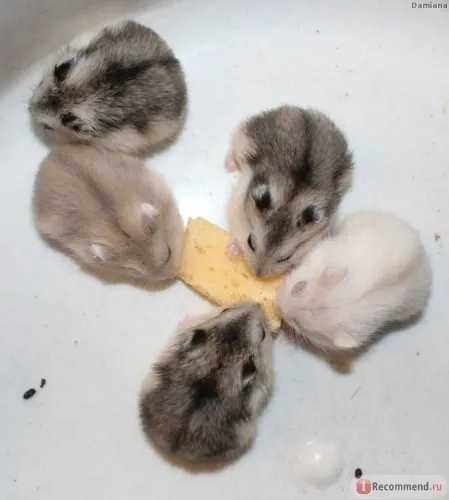 Hamster anão russo