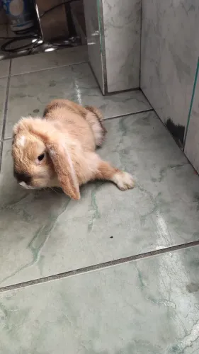 Coelho Mini Lop