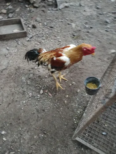 Galos 
