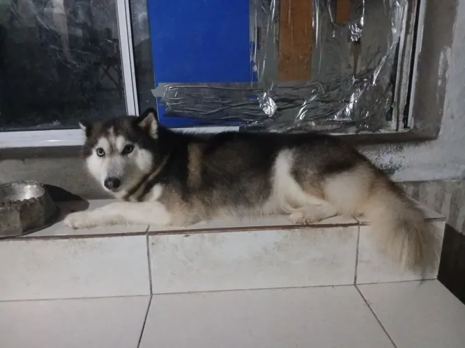 Filhotes de Husky Siberiano Ollie