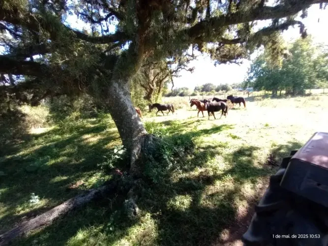 TERRA AREA no bairro Lami em Porto Alegre