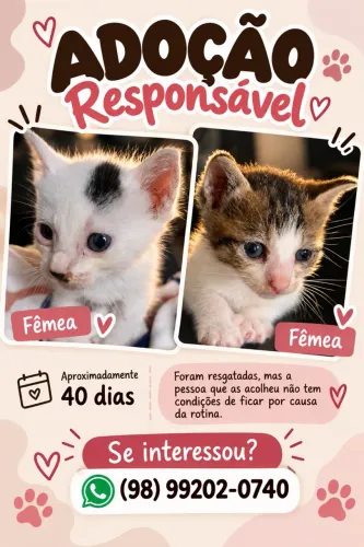Gatinhas para adoção