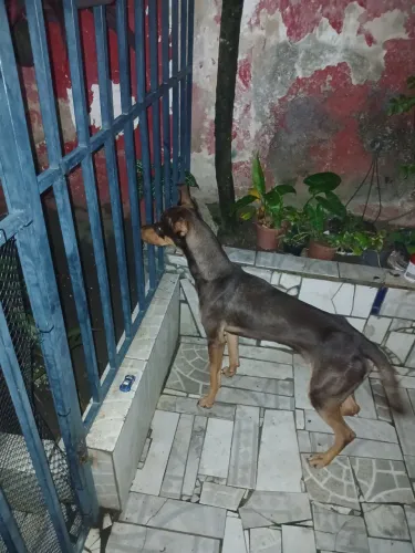 Doberman red 6 meses